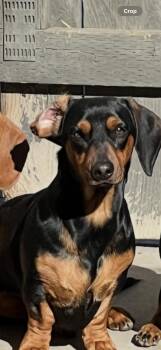 Rescue Dachshund Dogs for Adoption in Citrus Heights, California - Stitch - The Gorgeous Dachshund | PetCurious