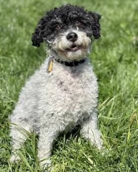 Poodle Dogs Available for Adoption in Malvern, Pennsylvania - Empire | PetCurious