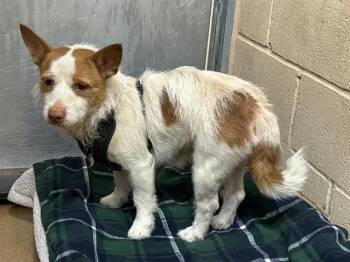 Terrier Dogs Available for Adoption in Martinez, California - SPEED RACER | PetCurious