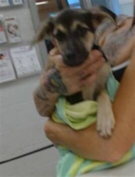 A480116 -  German Shepherd Dog Dog for Adoption in Oklahoma City, Oklahoma - A480116 | PetCurious