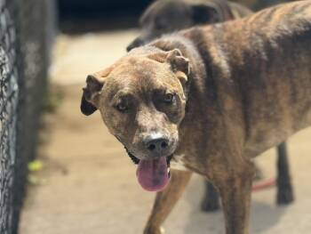 Plott Hound Dogs Available for Adoption in Tulsa, Oklahoma - BINGO | PetCurious