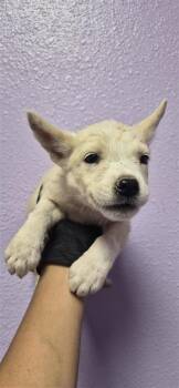 61524199 -  Siberian Husky and Mixed Breed Dog for Adoption in El Paso, Texas - 61524199 | PetCurious