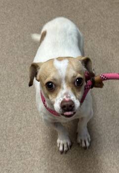 Rescue Mixed Breed Dogs for Adoption in Atlanta, Georgia - Sparky (in Foster) | PetCurious