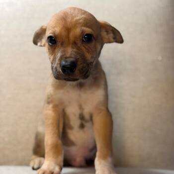 Terrier and Husky Dogs Available for Adoption - Cupid | PetCurious