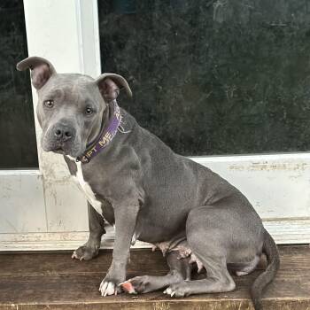 Rescue American Staffordshire Terrier Dogs for Adoption in Wilmington, Illinois - Mama Violet | PetCurious