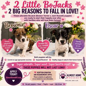Oscar & Brownie -  Mixed Breed Dog for Adoption in Greenwich, New York - Oscar & Brownie | PetCurious