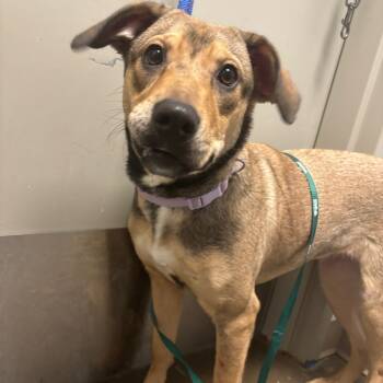 Rescue Mixed Breed Dogs for Adoption in Tulsa, Oklahoma - Cherry | PetCurious