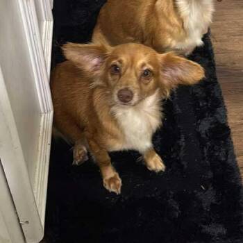 Chiweenie Dogs Available for Adoption - Louise | PetCurious