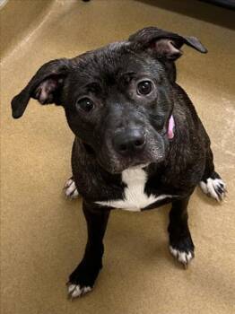 Pit Bull Terrier and Mixed Breed Dogs Available for Adoption - AURORA | PetCurious