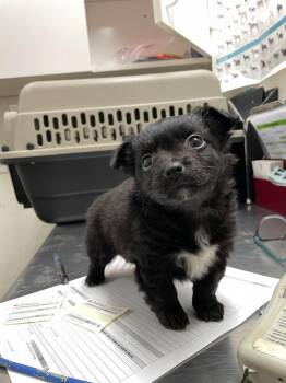 Rosie -  Chihuahua and Mixed Breed Dog for Adoption in Chico, California - Rosie | PetCurious