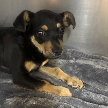 Retriever Dogs Available for Adoption - Scrappy Doo | PetCurious