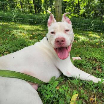 Xena -  Pit Bull Terrier Dog for Adoption in Phoenixville, Pennsylvania - Xena | PetCurious