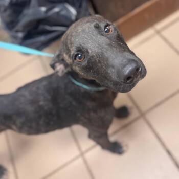 Gabby -  Hound and Mixed Breed Dog for Adoption in Starkville, Mississippi - Gabby | PetCurious