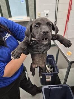 APPLE JACK -  Labrador Retriever and Mixed Breed Dog for Adoption in Corpus Christi, Texas - APPLE JACK | PetCurious