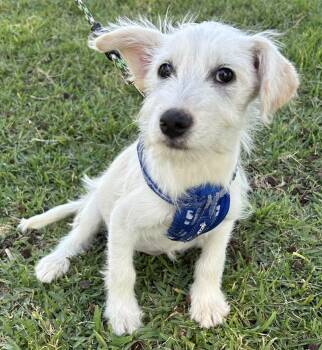 West Highland White Terrier Westie Dogs Available for Adoption in Bell Gardens, California - LILY | PetCurious