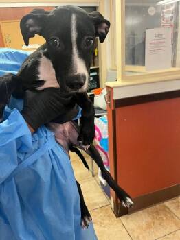 Ray -  Mixed Breed Dog for Adoption in Cincinnati, Ohio - Ray | PetCurious