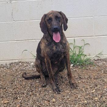 Boone 0279 -  Hound Dog for Adoption in Loxahatchee Groves, Florida - Boone 0279 | PetCurious