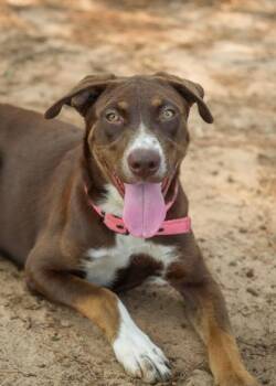 Margarita 64757 -  Siberian Husky and Mixed Breed Dog for Adoption in Aiken, South Carolina - Margarita 64757 | PetCurious