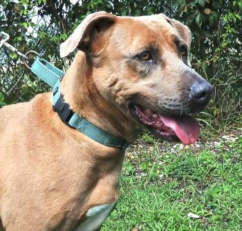 Rescue Mixed Breed Dogs for Adoption in Fernandina Beach, Florida - CHER | PetCurious