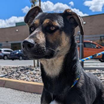 German Shepherd Dog Dogs Available for Adoption in Reno, Nevada - Alto | PetCurious