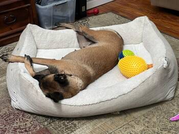 Ms Maddie - Located in Texas -  Belgian Shepherd Malinois Dog for Adoption in Imlay City, Michigan - Ms Maddie - Located In Texas | PetCurious