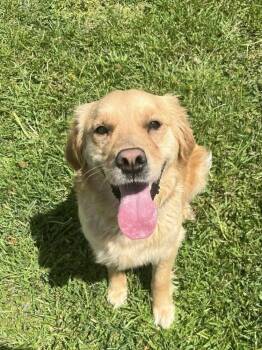 Golden Retriever Dogs Available for Adoption in Osgood, Indiana - Lucy | PetCurious