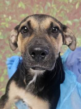 Shepherd and Mixed Breed Dogs Available for Adoption in San Antonio, Texas - Bianca | PetCurious
