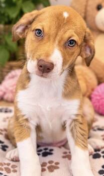 ANNABELLE -  Australian Shepherd and Hound Dog for Adoption in Margate, Florida - ANNABELLE | PetCurious