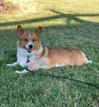 Griffen -  Corgi Dog for Adoption in Saint Clairsville, Ohio - Griffen | PetCurious