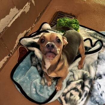 Portia -  Terrier and Mixed Breed Dog for Adoption in Jacksboro, Tennessee - Portia | PetCurious