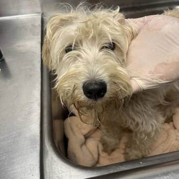 Lisa -  Miniature Schnauzer Dog for Adoption in Birmingham, Alabama - Lisa | PetCurious