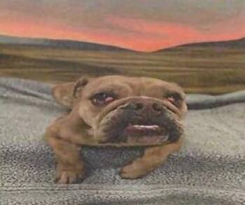 American Bulldog and Mixed Breed Dogs Available for Adoption in Pahrump, Nevada - Peanut (A116575) | PetCurious