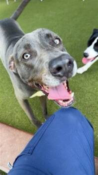 Stormy -  Weimaraner Dog for Adoption in VILLAGE OF THE HILLS, Texas - Stormy | PetCurious