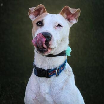 Harley -  Mixed Breed Dog for Adoption in Lake Jackson, Texas - Harley | PetCurious