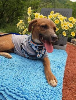 Mixed Breed Dogs Available for Adoption in Keyser, West Virginia - Milton | PetCurious