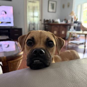 Boop -  Mixed Breed Dog for Adoption in Los Angeles, California - Boop | PetCurious