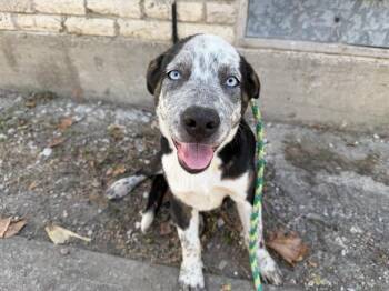 DETA -  Australian Cattle Dog Blue Heeler and Mixed Breed Dog for Adoption in Rowlett, Texas - DETA | PetCurious