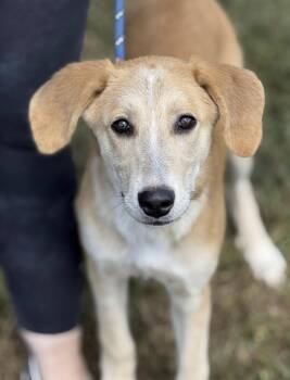 Rescue Collie Dogs for Adoption in Richmond, Virginia - Sadie | PetCurious