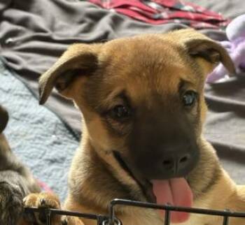 Chihuahua Dogs Available for Adoption in Stuarts Draft, Virginia - Jim Bob | PetCurious