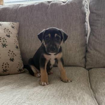 Toffee -  Shepherd and Labrador Retriever Dog for Adoption in Fort Worth, Texas - Toffee | PetCurious