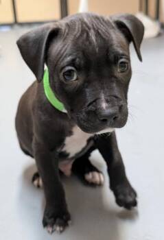 Rock -  Mixed Breed Dog for Adoption in Warren, Michigan - Rock | PetCurious