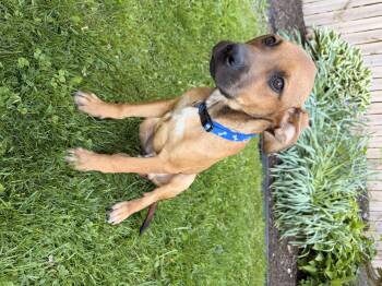 Labrador Retriever Dogs Available for Adoption in North Freedom, Wisconsin - Levi | PetCurious