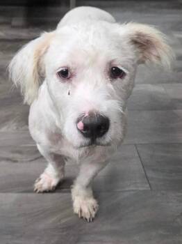 Tabitha -  Maltipoo and American Bully Dog for Adoption in Trenton, New Jersey - Tabitha | PetCurious
