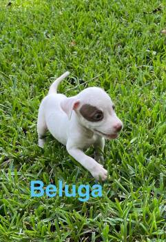 Beluga -  Jack Russell Terrier Dog for Adoption in St. Augustine, Florida - Beluga | PetCurious