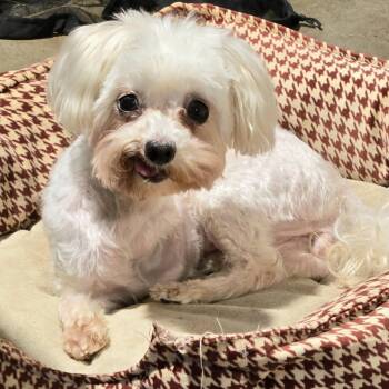 Maltipoo Dogs Available for Adoption in Greenville, South Carolina - Lacey Loo Who | PetCurious