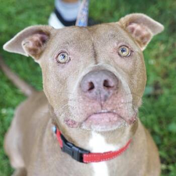 Draco -  Pit Bull Terrier Dog for Adoption in Hampton Bays, New York - Draco | PetCurious