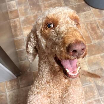 Jane -  Standard Poodle Dog for Adoption in Freeport, Florida - Jane | PetCurious