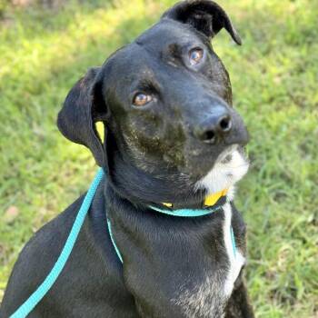 Repertoire -  Mixed Breed Dog for Adoption in Asheville, North Carolina - Repertoire | PetCurious