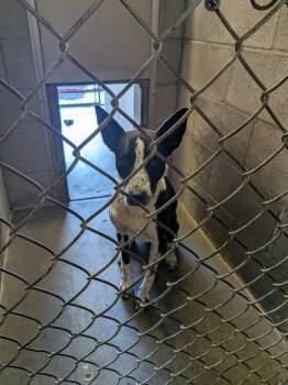 Cali -  Border Collie and Australian Cattle Dog Blue Heeler Dog for Adoption in Hermiston, Oregon - Cali | PetCurious