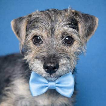 Schnauzer and Chihuahua Dogs Available for Adoption - Finn: Cute And Cuddly | PetCurious